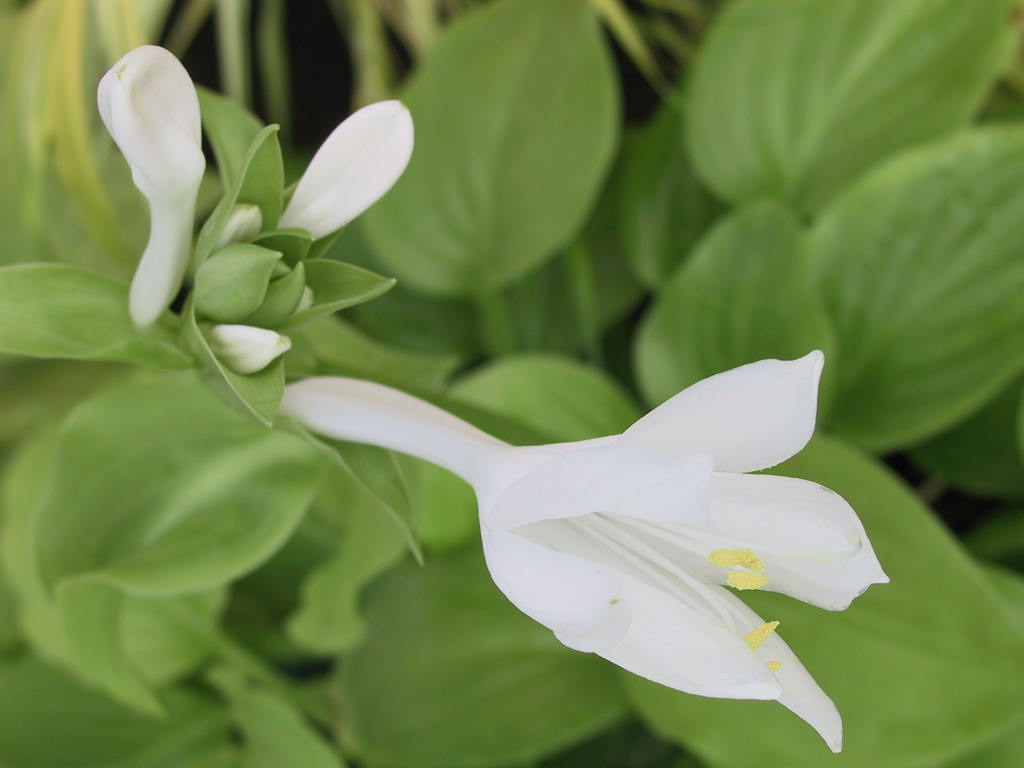 Hosta plantaginea Grandiflora 02.jpg